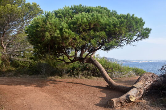 France, c&ocirc;te d'azur, &icirc;le Sainte Marguerite, bien que couch&eacute; par une temp&ecirc;te cet arbre a pu repouss&eacute;, on peut y voir le symbole de r&eacute;silience.