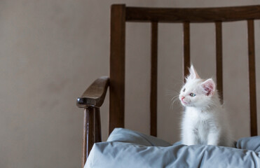 A small, cute, white fluffy kitten is sitting on a retro chair in the house. Pet care.