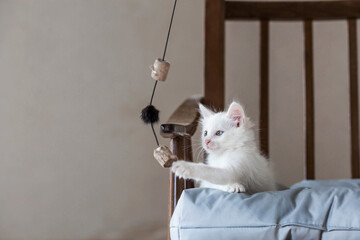 A small, cute, white fluffy kitten is sitting on a retro chair in the house. Pet care.