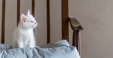 A small, cute, white fluffy kitten is sitting on a retro chair in the house. Pet care.