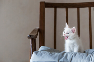 A small, cute, white fluffy kitten is sitting on a retro chair in the house. Pet care.