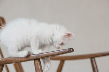 A small, cute, white fluffy kitten is sitting on a retro chair in the house. Pet care.