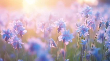 Fototapeten delicate soft pastel blue flowers in the morning mist, light blue irises on a wild field in the pink tones of spring © kichigin19