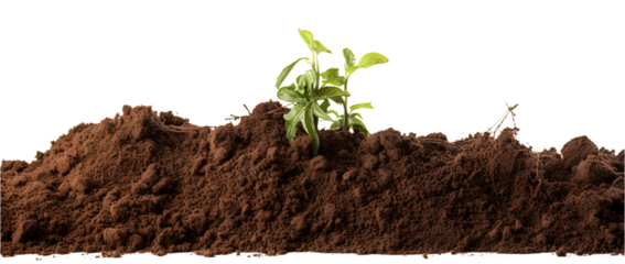 Fertile soil. top view. Gardening or planting concept with copy space. Natural pattern. Isolated on Transparent background.