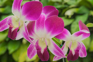 Beautiful purple Orchids with out of focus greenery in background © David Davis