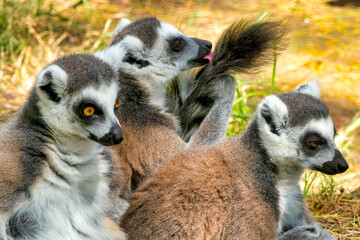 Ring-tailed lemur.