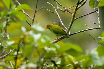Sri Lanka Hanging-Parrot, Loriculus beryllinus, netopýrík cejlonský, sitting on a branch in good light.