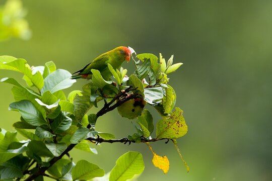 Sri Lanka Hanging-Parrot, Loriculus beryllinus, netopýrík cejlonský, sitting on a branch in good light.