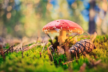 Beautiful - Red Fly Agaric Mushroom in Forests - Amanita Muscaria - Toadstool - Close-Up - Herbst Stimmung - Waldpilz - Glückspilz - Fliegenpilz - Colorkey - Background - Mushroom in the Woods