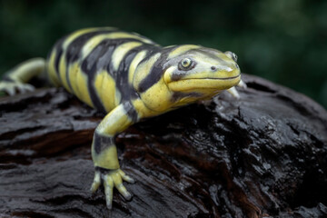 The Tiger Salamander (Ambystoma tigrinum) is one of the largest salamanders in North America.