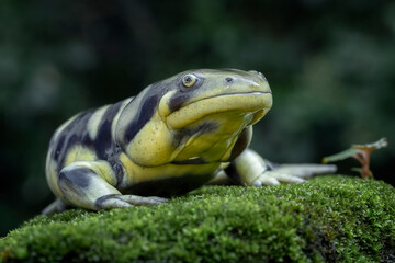 The Tiger Salamander (Ambystoma tigrinum) is one of the largest salamanders in North America.