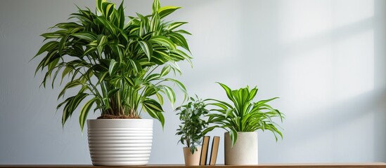 Cozy indoor greenery