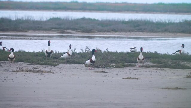 Wetlands, waders stop-over. A flock of shelducks (Tadorna tadorna) on salty marches (salina), at breeding time in breeding plumage. Fodder hypersaline lake with an abundance of brine shrimp (Anemia).