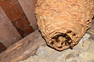 A huge hornet's nest under the roof of the house.
