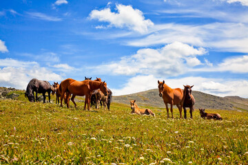Fototapeta na wymiar A herd of horses graze in the Altai mountains. Russia
