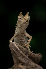 Brookesia thieli, Domergue's Leaf Chameleon or Thiel's Pygmy chameleon. The species native to Madagascar.