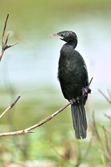 Little Cormorant (Microcarbo niger) on a branch of a tree with mouth open - captured at Wakwella Sri Lanka.