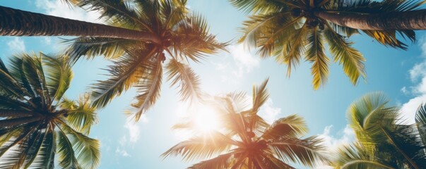 Fototapeta na wymiar tropical palm trees background on sunny day
