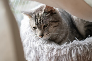 眠そうな猫　サバトラ猫