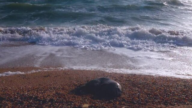A young porpoise dolphin (Phocaena phocaena) died during a storm (or for other reasons) and was washed ashore by the waves. Azov Sea. Arabatskaya strelka, Crimea