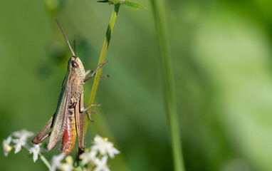 A small grasshopper, an insect, hangs on a grass stalk at the side of the picture. There is space for text. Light shines into the grass from above.