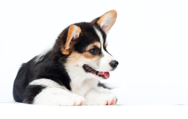 corgi puppy on a white background looking to the side