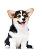 corgi puppy smiling on white background