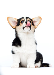 Corgi puppy licks his lips