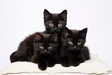 Group of adorable black kittens sitting together, isolated on a white background.