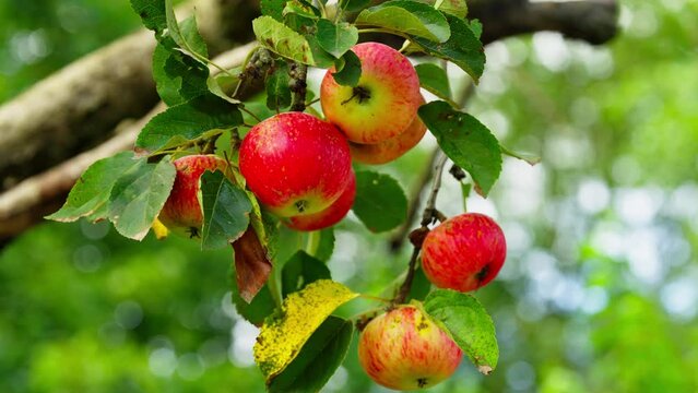 A large number of apples hangs on a tree branch in the garden. Harvest fruits that are still ripening on the tree. High quality 4k footage