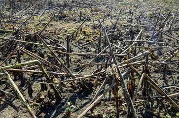 Field of sunflowers after harvesting.