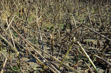 Field of sunflowers after harvesting.