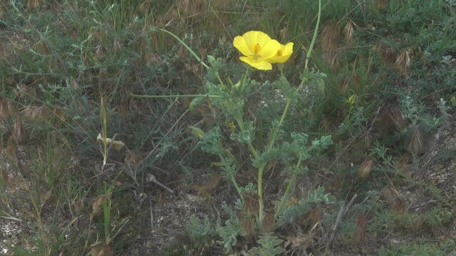 Sea poppy (Glaucium flavum). Sea coast steppe, vegetated dune. Herba Glaucii flavi. Broncholitin. Arabatskaya strelka, Azov Sea