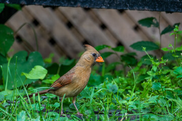 Cardinal rouge femelle dans un jardin de Montreal au Canada.