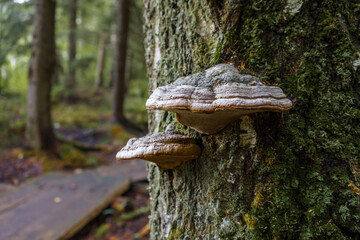 Fototapeta premium Hoof fungus or tinder fungus (Fomes fomentarius) in close up