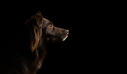 brown australian shepherd aussie dog profile head portrait on a black background in the studio - Powered by Adobe