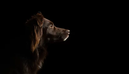 Poster brown australian shepherd aussie dog profile head portrait on a black background in the studio © Oszkár Dániel Gáti