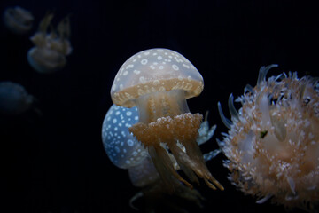 White Spotted Jelly Fish,  lagoon jelly, golden medusa, or Papuan jellyfish (Mastigias papua) is a...
