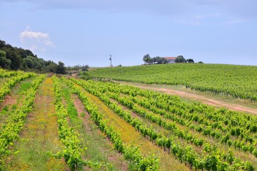 Fototapeta na wymiar Italian vineyard in Arzachena, Sardinia