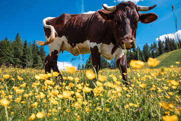 Eine Kuh auf der Wiese mit gelben Blumen
