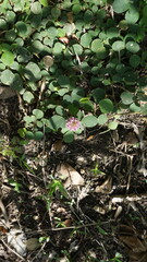 Clover in the garden, close-up of flowers and plants