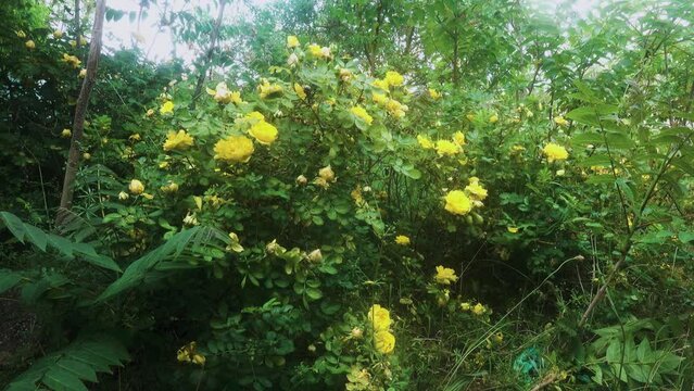 Neglected garden. Paths thickets and bushes of yellow roses have gone wild. Chinese sumach around