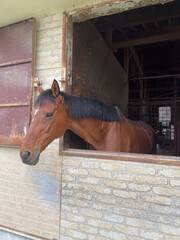 馬場から顔を出す馬