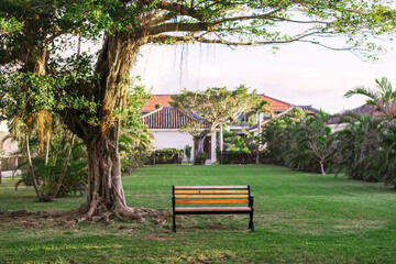 ガジュマルの木とベンチ