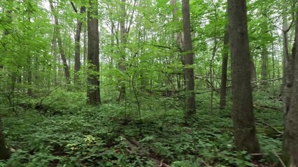 From right to left, camera movement in a green forest.
