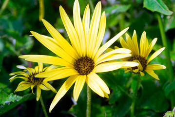 Flowers of the invasive cap weed plant (Arctotheca calendula), native to South Africa