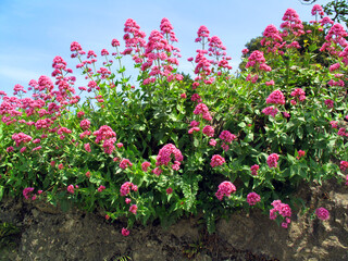 The invasive plant red valerian (Centranthus ruber) is native to the Mediterranean region