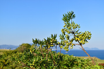 Fototapeta na wymiar The invasive plant Japanese pittosporum (Pittosporum tobira) native to eastern Asia, growing on the Basque coast