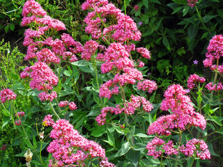 The invasive plant red valerian (Centranthus ruber) is native to the Mediterranean region