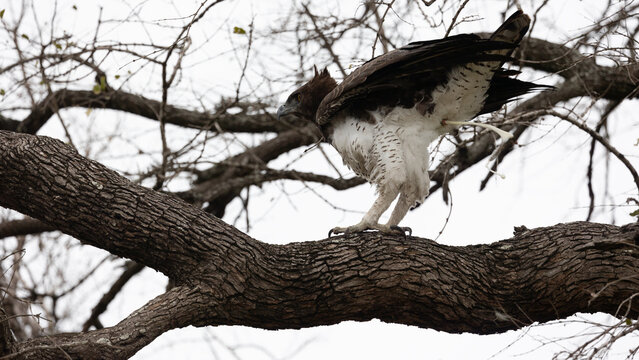 a martial eagle perched in a thorn tree